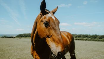 toghill house horse