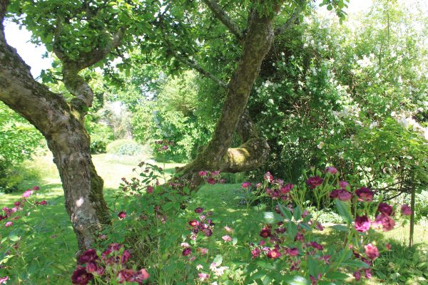 Garden with flowers